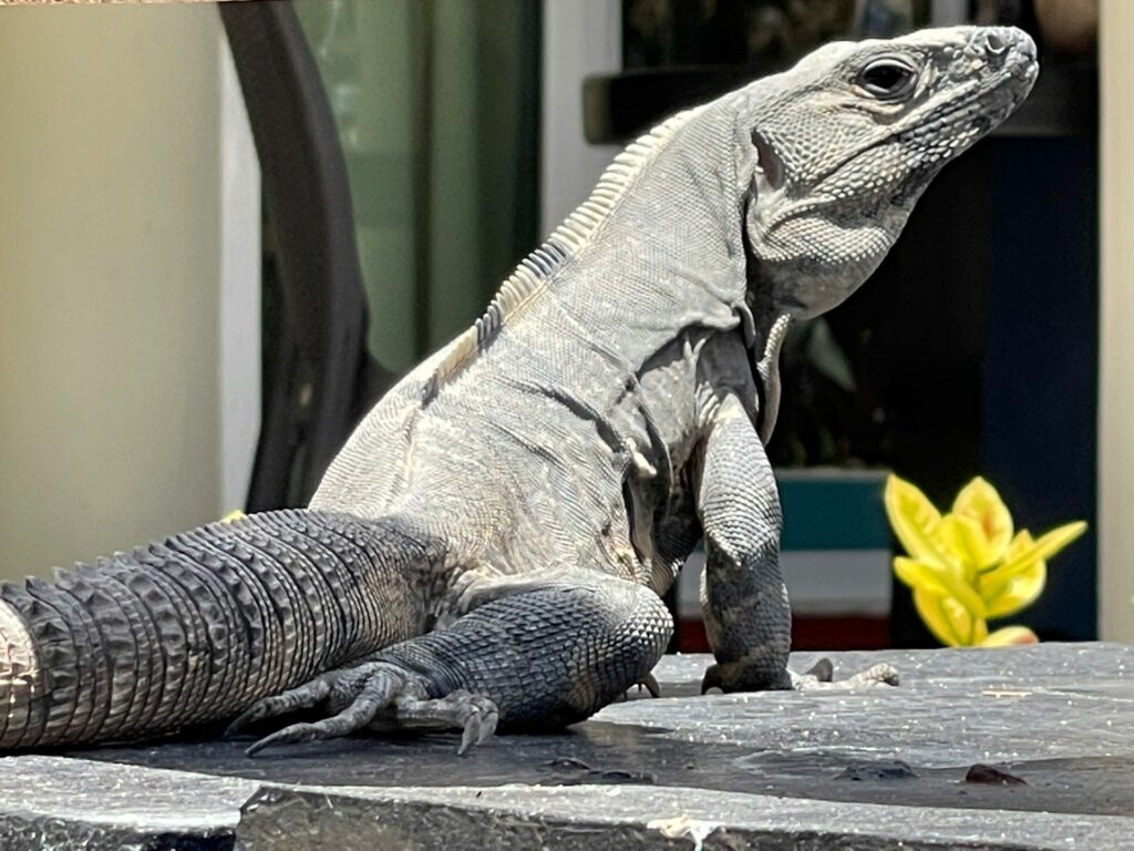 An iguana sits on a rock, blending nature with architecture, as a building looms in the background.