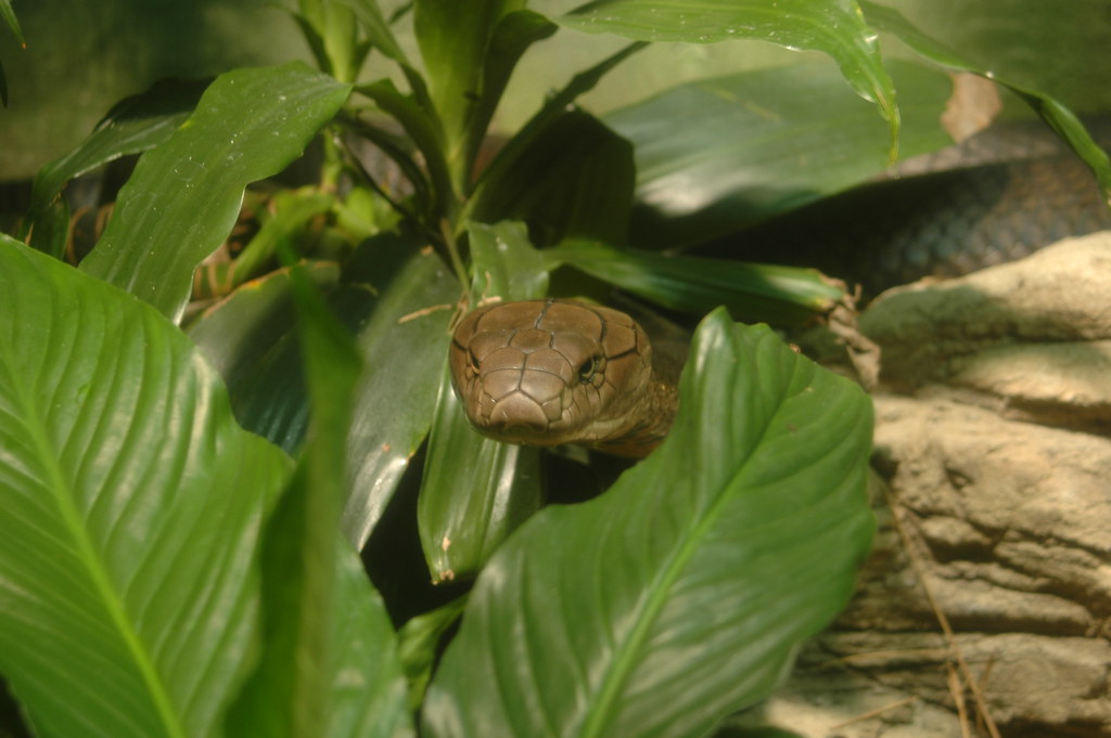 How Venomous Snakes Defend Themselves Without Striking
