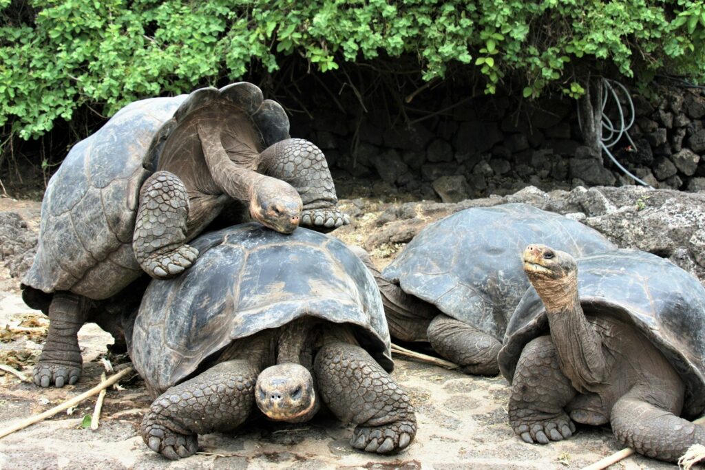 Three large tortoises are stacked on top of each other, showcasing their unique shells and textures in a natural setting.
