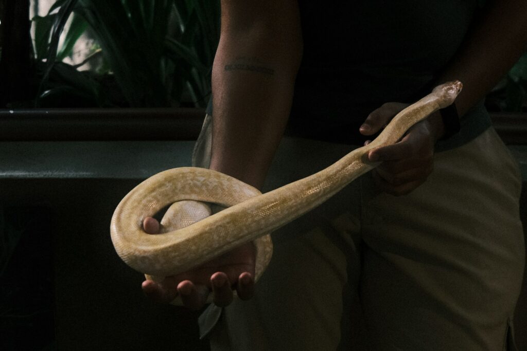 A hand cradles a snake, highlighting the unique bond between human and reptile in a serene moment.