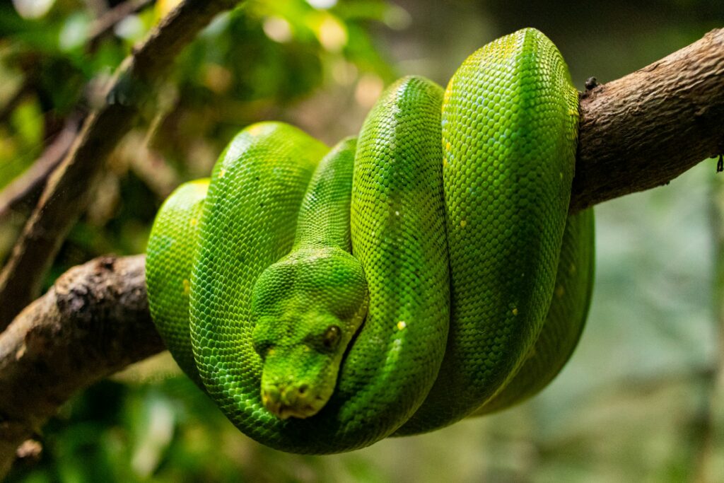 A green snake elegantly curled on a branch, camouflaged among the surrounding greenery.