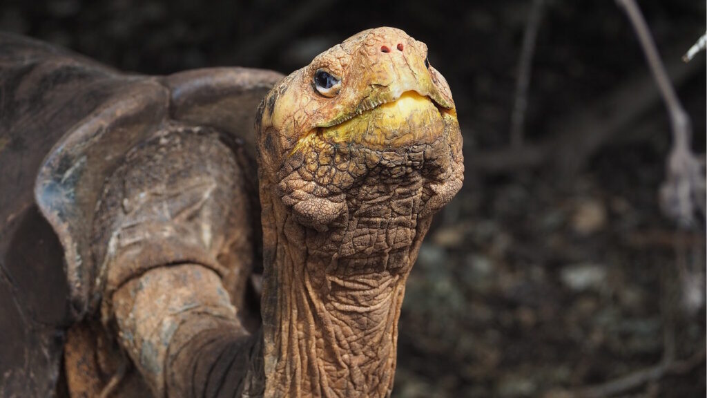 Close-up of a Galápagos tortoise with wrinkled, textured skin and a slightly upturned face, set against a natural, shadowy background.