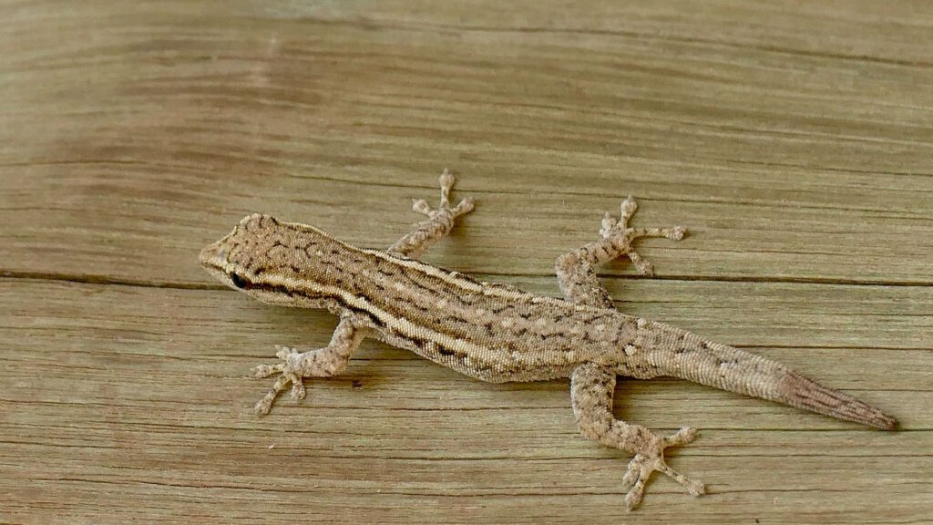 Close-up of a dwarf gecko lying on a wooden surface, symbolizing the fragile existence of species discovered in rapidly vanishing habitats.