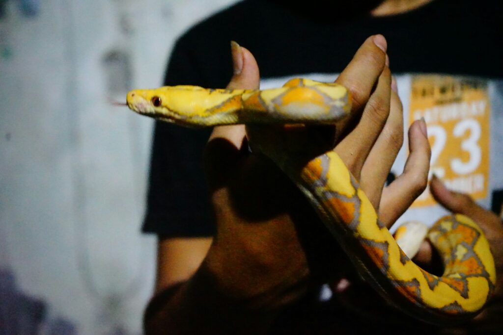 A person gently holds a striking yellow and black snake, showcasing its vibrant colors and unique patterns.