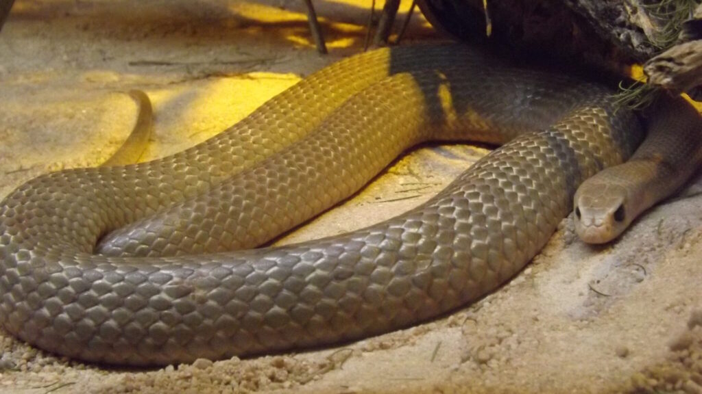 A coiled Eastern Brown Snake resting on sandy ground under a log, displaying its smooth, light brown scales and alert posture with its head slightly raised.