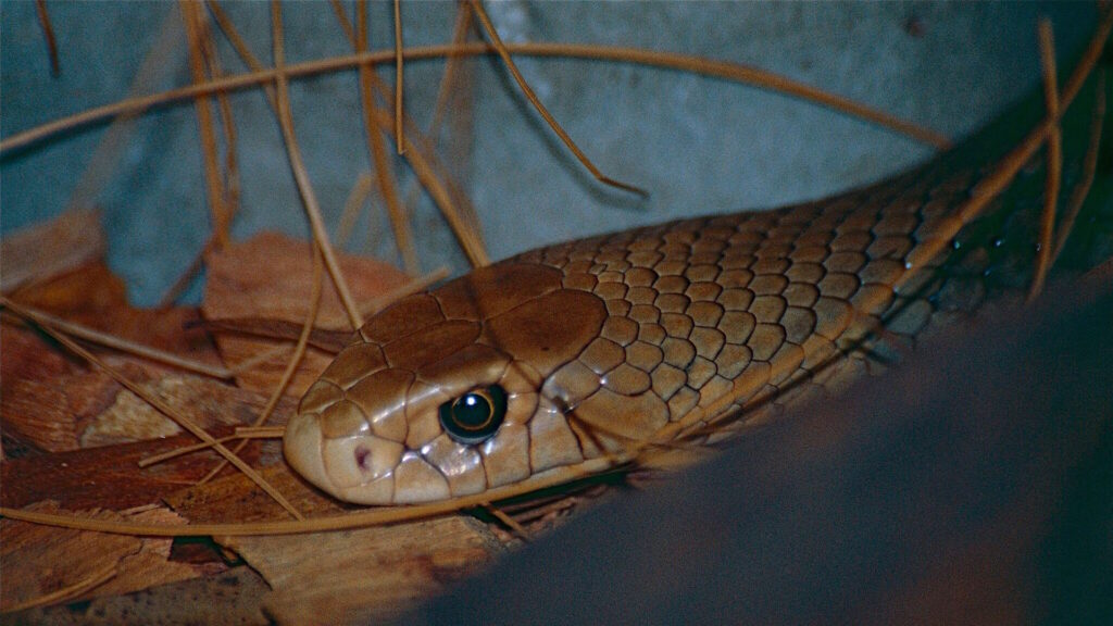Close-up of an eastern brown snake nestled among dried leaves and pine needles.