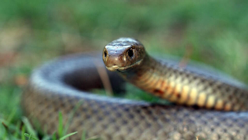 Close-up of an eastern brown snake coiled on grass, representing how venomous reptiles can hitchhike into homes through global produce shipments.