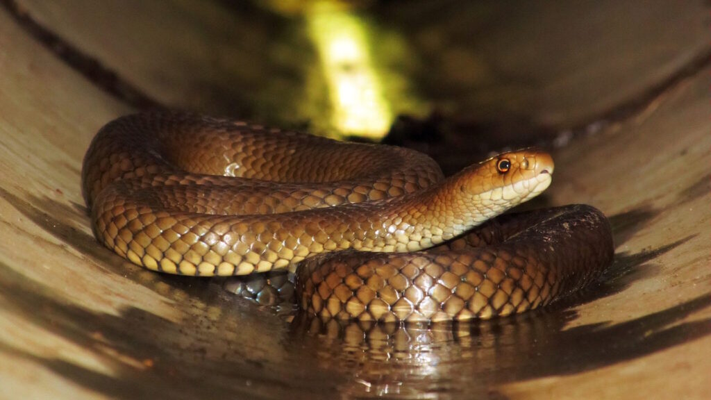 Coiled eastern brown snake inside a drainage pipe, symbolizing how venomous reptiles can infiltrate homes and even children's rooms in search of warmth and shelter.