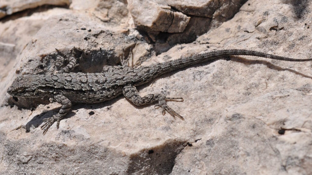 Eastern fence lizard camouflaged against a rocky surface in sunlight.