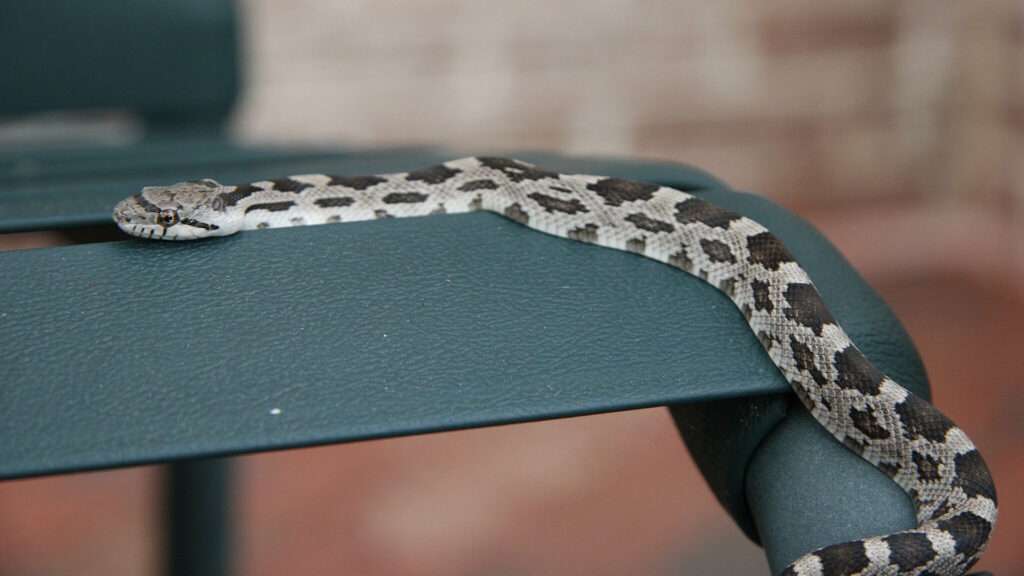 Eastern milk snake resting on an office chair.
