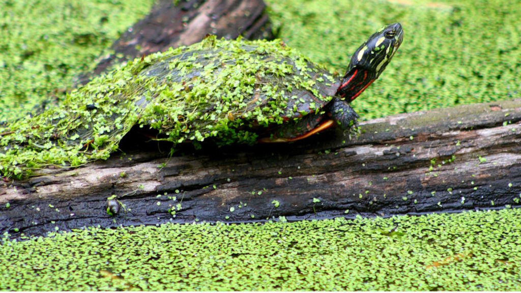 An eastern painted turtle (Chrysemys picta picta) covered in duckweed rests on a log floating in a pond