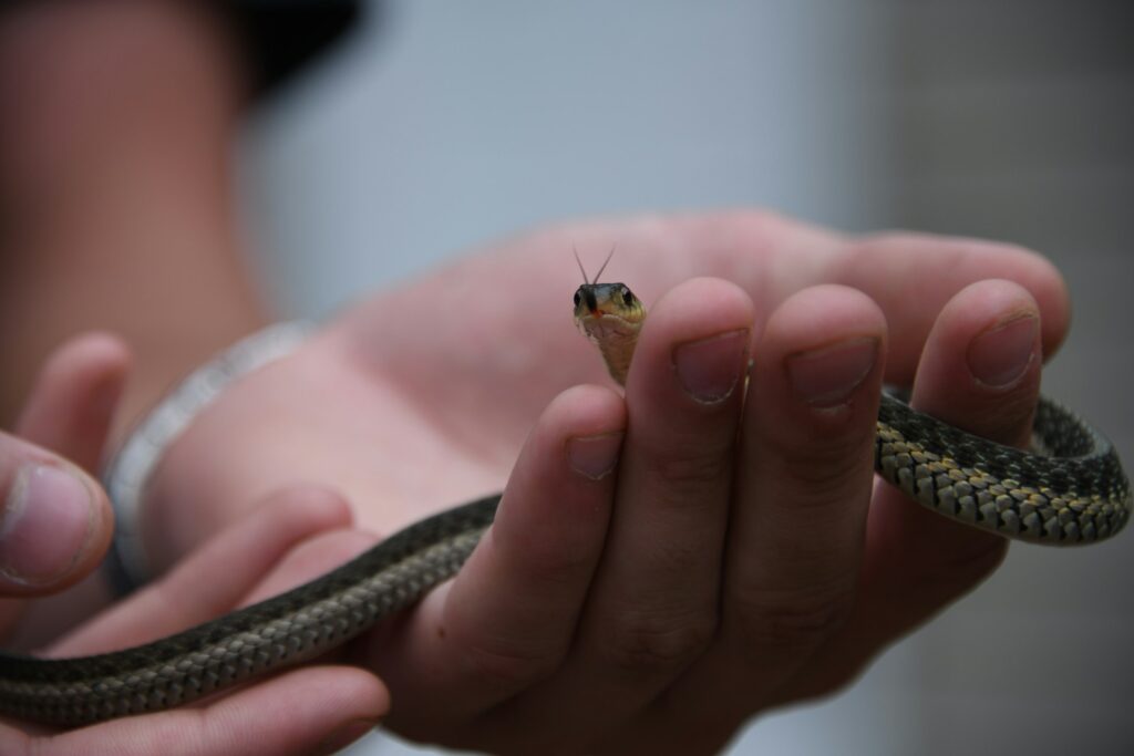 A person displays a small snake in their hand, emphasizing the creature's slender body and unique markings.