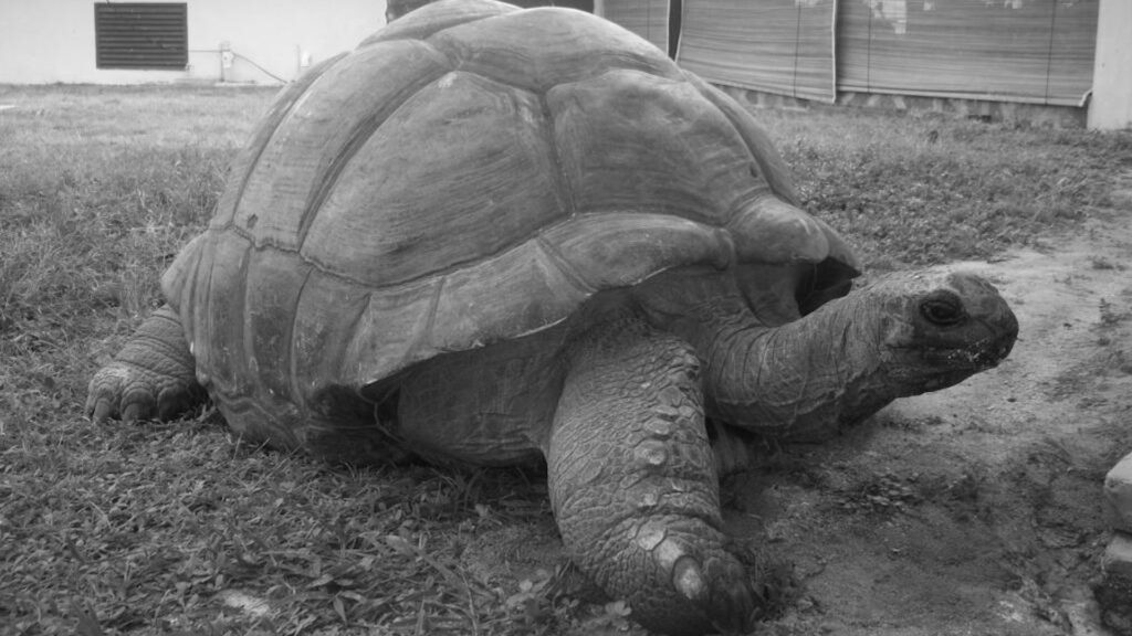 Black and white photo of Esmeralda, a giant Galápagos tortoise, resting on grass beside a building,