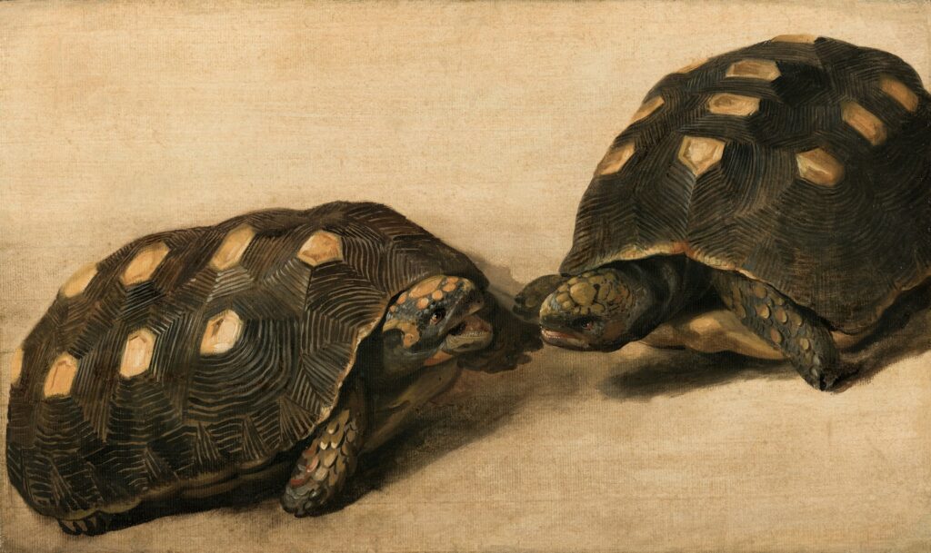 The image depicts two tortoises, one adorned with a distinctive black and white shell pattern, showcasing their diversity.