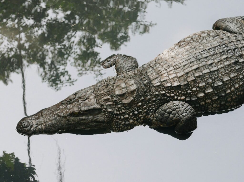 An imposing alligator drifts quietly in a pond, its eyes peeking above the water's surface.