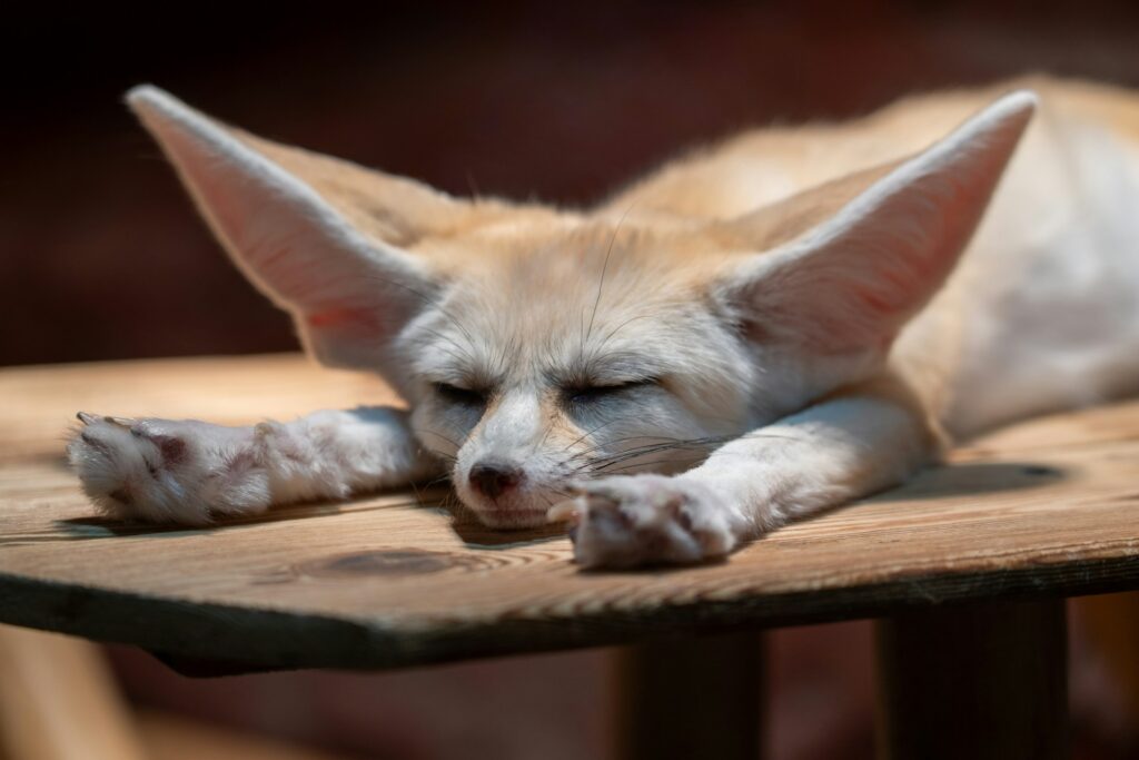A fennec fox peacefully sleeping on a wooden table, showcasing its large ears and soft fur in a relaxed position.
