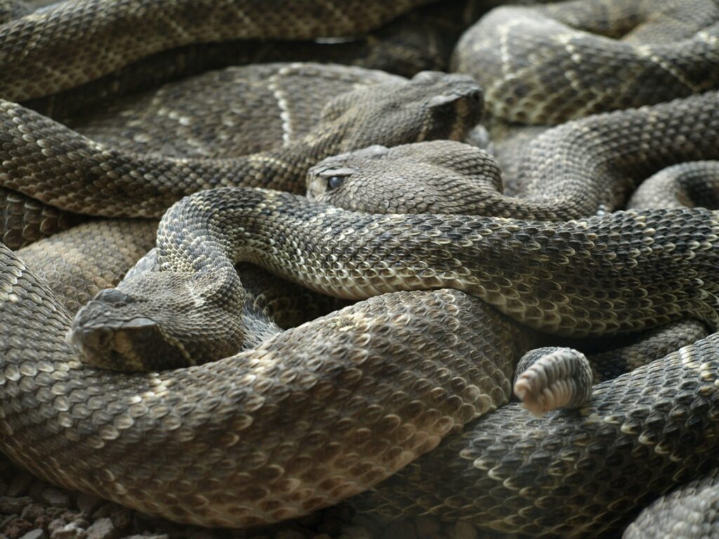 Multiple snakes resting in a curled position, forming a unique, intertwined shape.