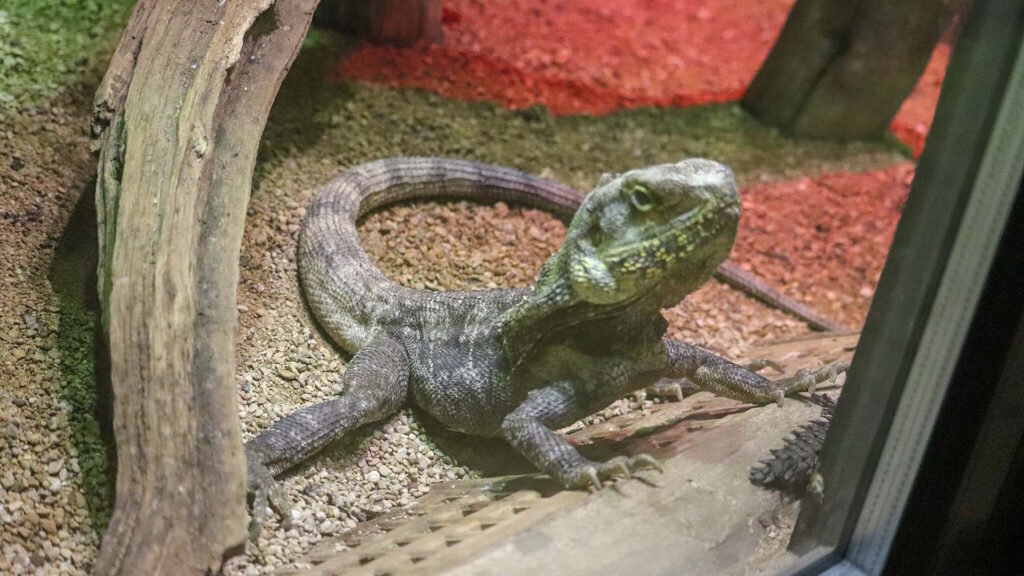 rilled-neck lizard resting in a terrarium with wood branches, and heat lighting in a captive setting.