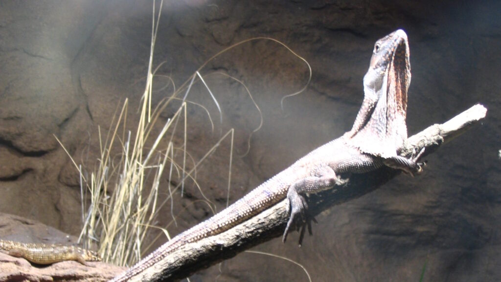 Frilled-neck lizard clinging to a tree, showing its camouflaged scales.
