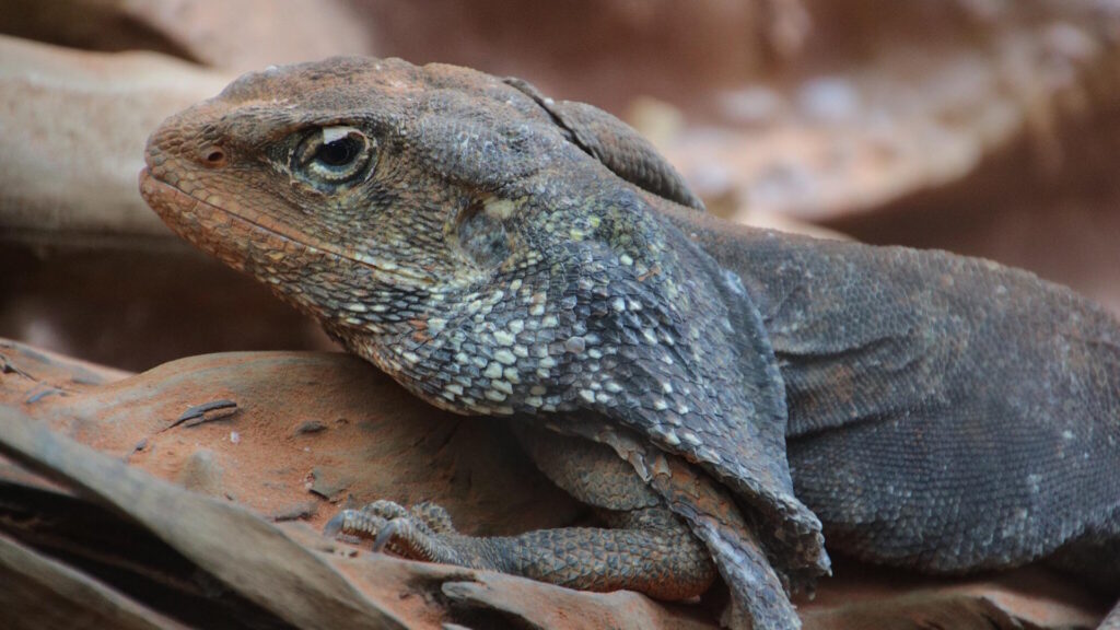 Frilled-neck lizard standing upright with its frill fully extended, displaying a defensive posture.