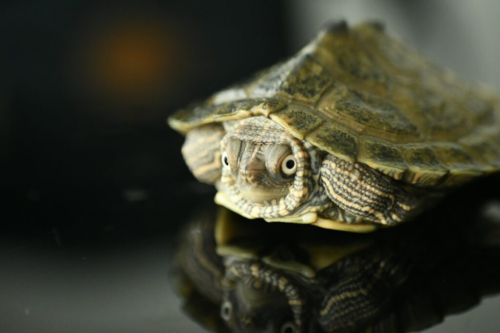 A turtle with its head turned to the side, showcasing its textured shell and curious expression.