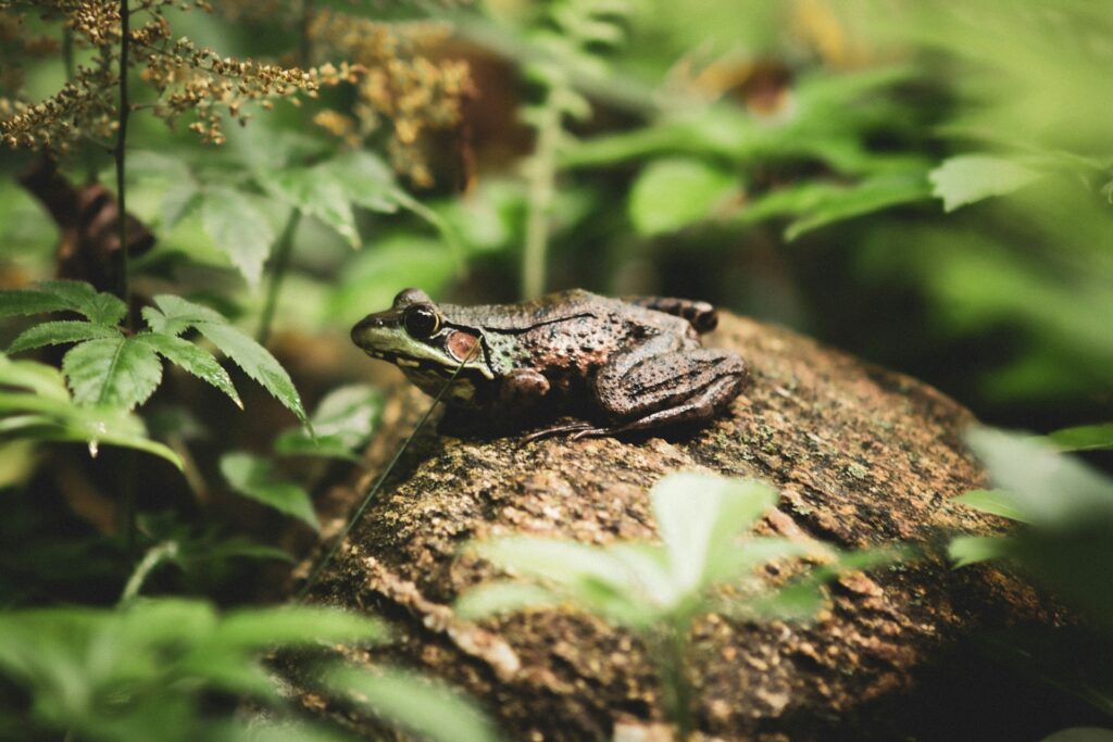 A green frog perched on a rock, surrounded by lush greenery in a serene woodland setting.