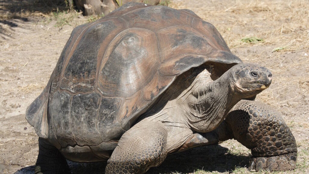 A Galápagos giant tortoise with a large, domed shell and thick, sturdy legs, walking across a dry, grassy area.