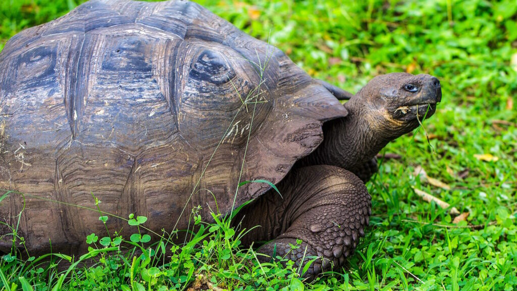 A large Galápagos giant tortoise resting on green grass