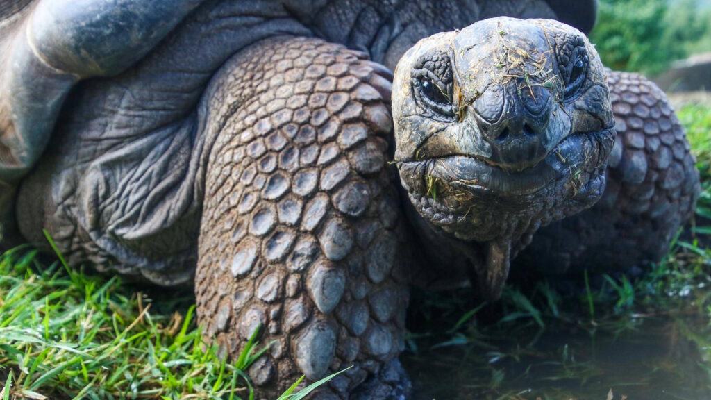 Detailed portrait of a Galapagos tortoise in its natural environment, showcasing its textured skin.
