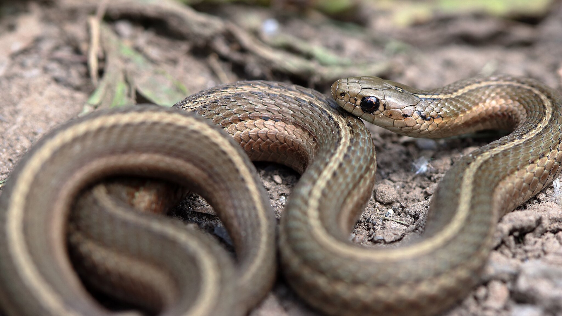 How Non-Venomous Snakes Communicate With Each Other