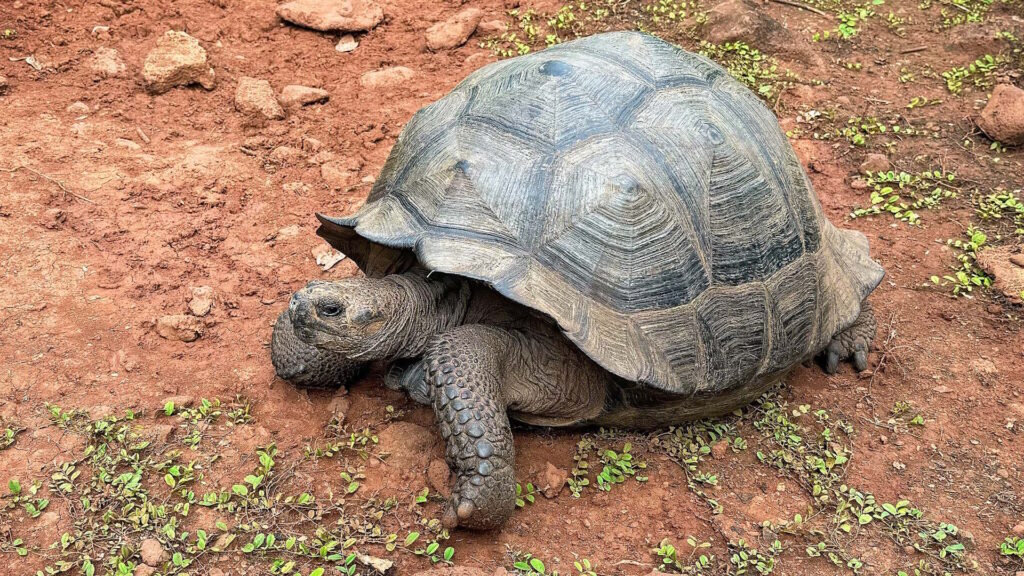 A giant Galápagos tortoise resting on reddish soil