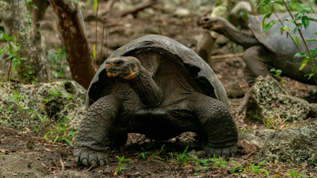 A Galápagos giant tortoise walking through a rocky, forested habitat, with its thick limbs and domed shell visible