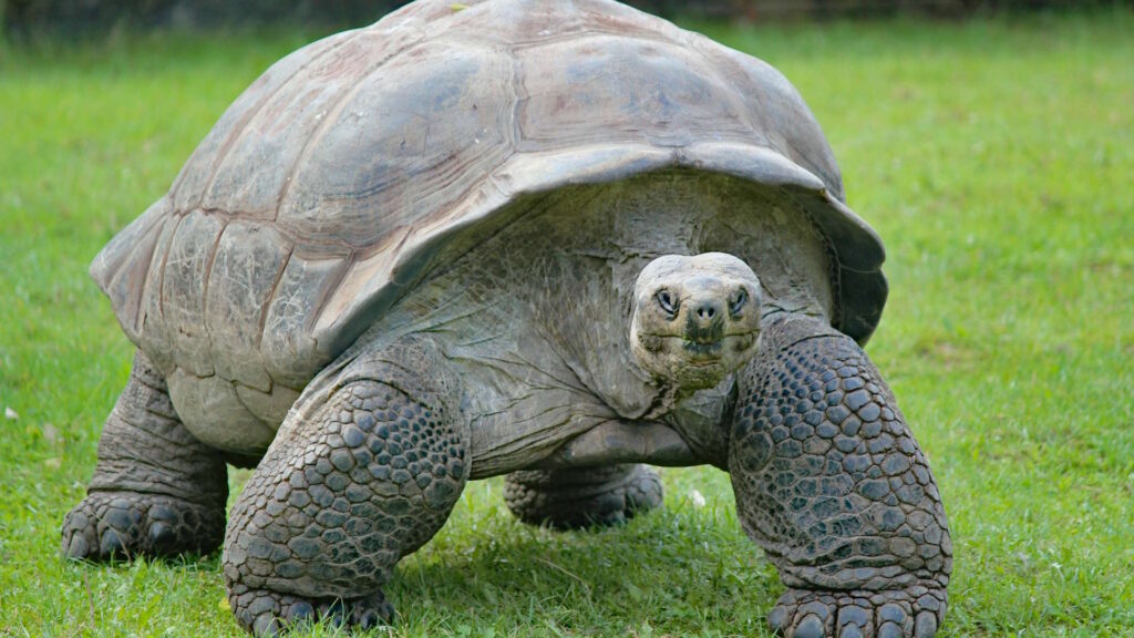 A massive giant tortoise stands on green grass, its ancient face and thick, scaly legs facing forward