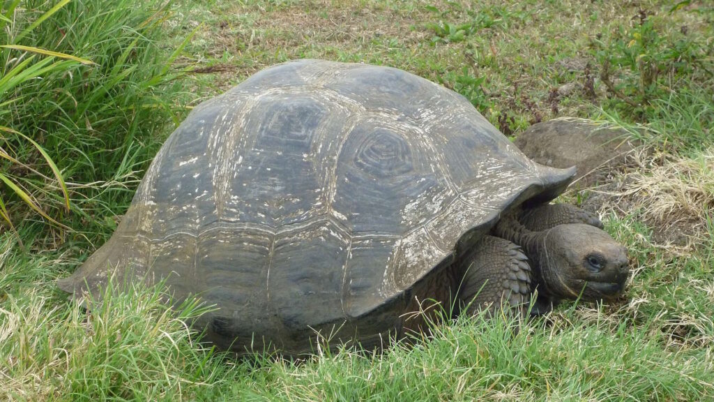 A large Galápagos tortoise nestled in tall grass on Santa Cruz Island