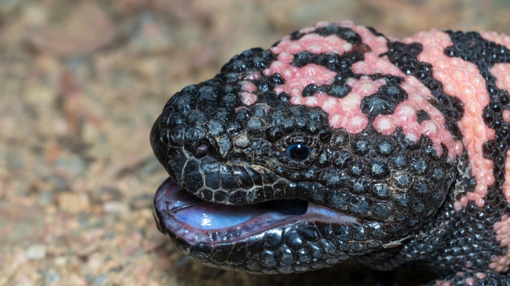 A Gila monster with its mouth open