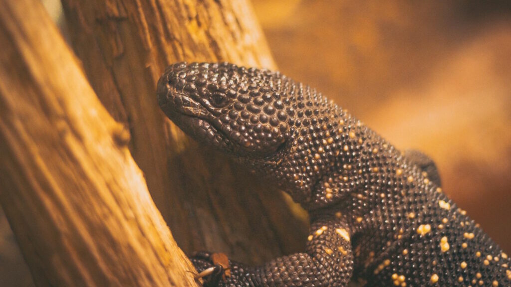 Gila Monster (Heloderma suspectum) resting on wood.