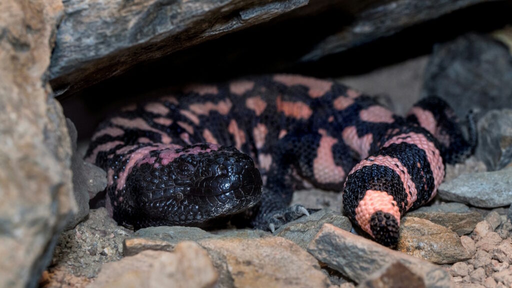 Gila monster with black and pink scales resting under rocks.