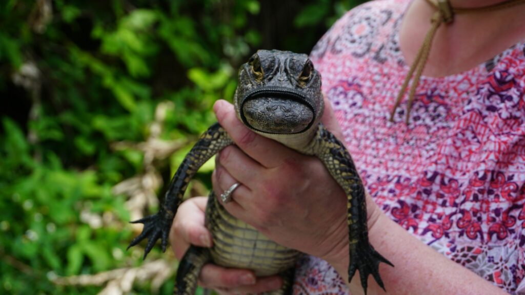 A woman confidently holds a small alligator in her hands, showcasing a unique moment of connection with wildlife.