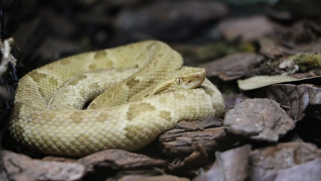 A golden lancehead viper held in the Biological Museum, Instituto Butantan.