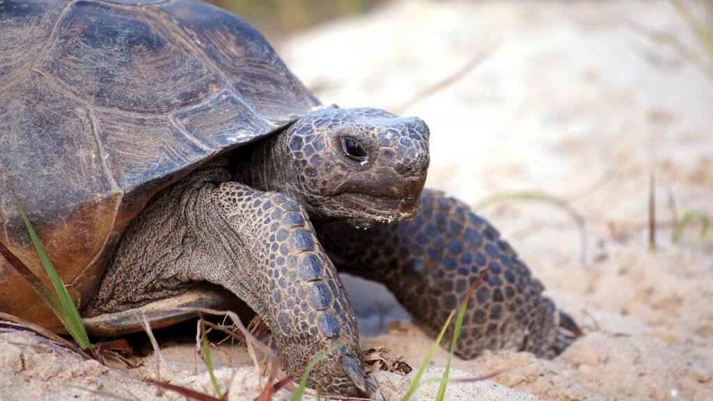 Detailed close-up of a gopher tortoise (Gopherus polyphemus) on sandy terrain in Florida.