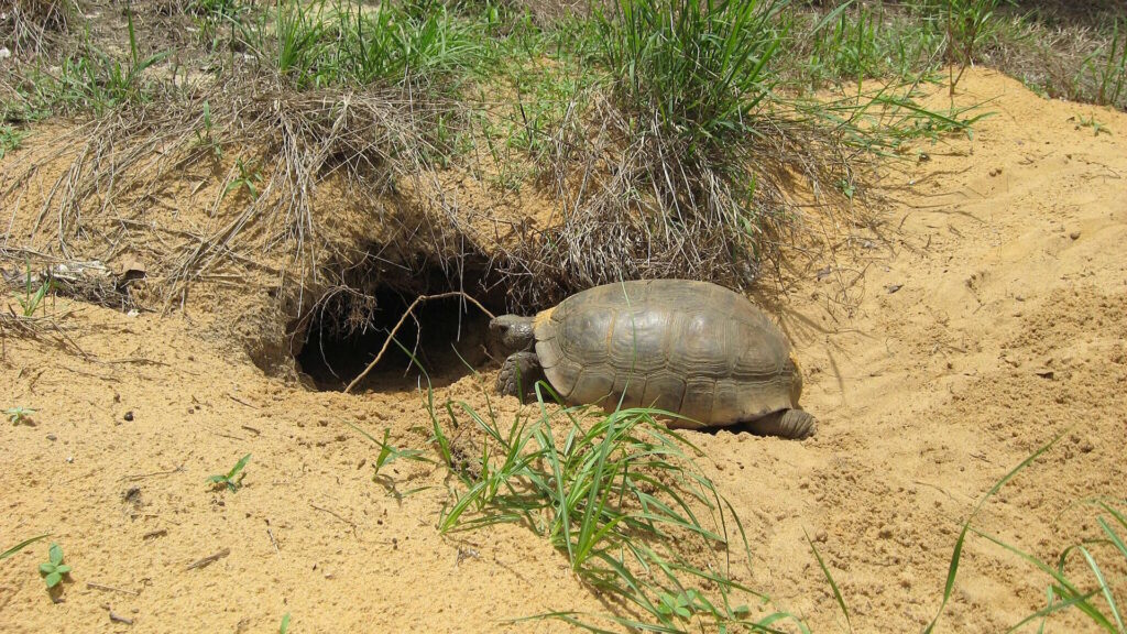 A gopher tortoise positioned at the entrance of its burrow, which provides shelter for various other animals.