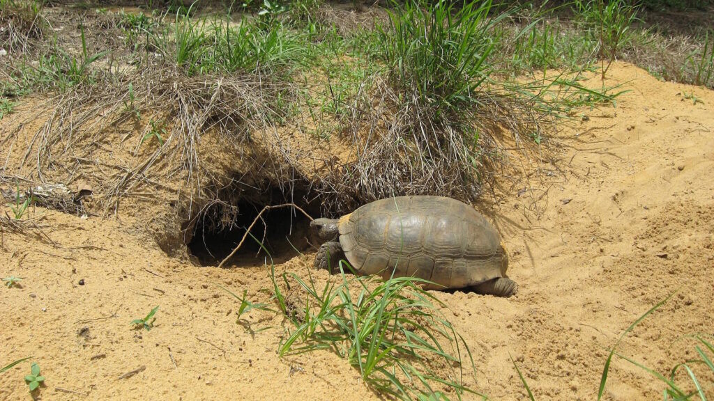 A gopher tortoise (Gopherus polyphemus) entering its burrow, showcasing its digging behavior.