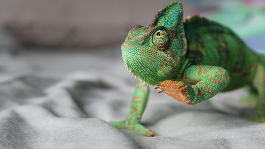 A green chameleon lifting its leg, displaying detailed textured skin and vibrant green coloration.