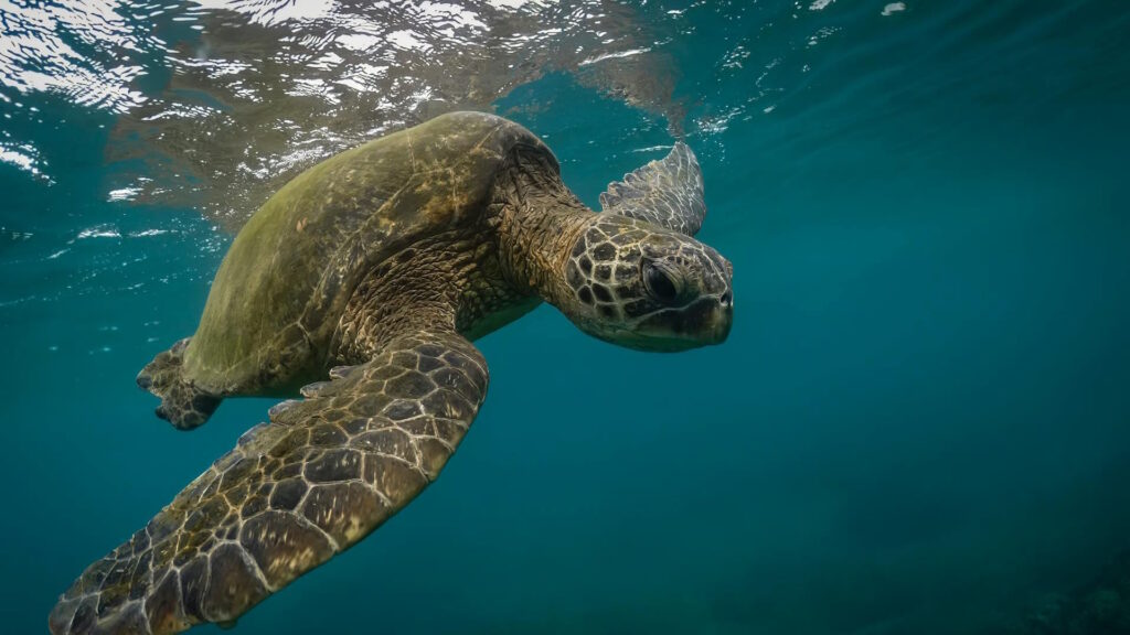 Green sea turtle swimming gracefully in clear blue ocean water, viewed from a close underwater perspective.