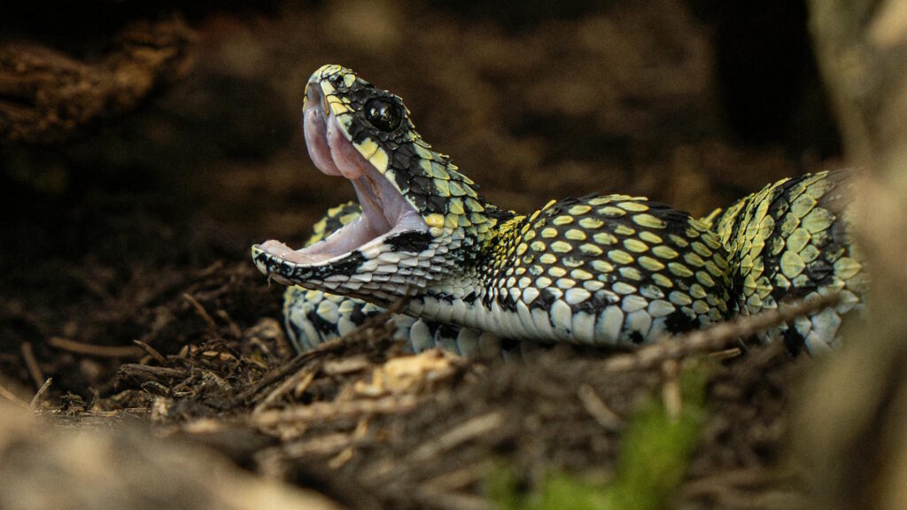Closeup of a Green Viper resting on the forest floor, showcasing its striking posture.