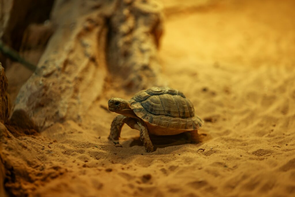 A small turtle slowly traverses the sandy beach, leaving tiny footprints behind as it explores its surroundings.