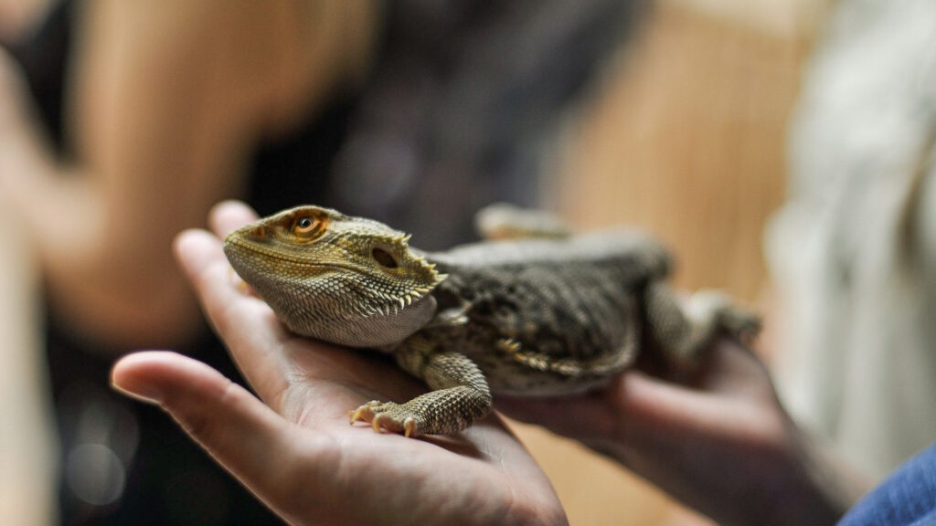 Bearded dragon calmly resting in a person’s hands, fully supported during handling.