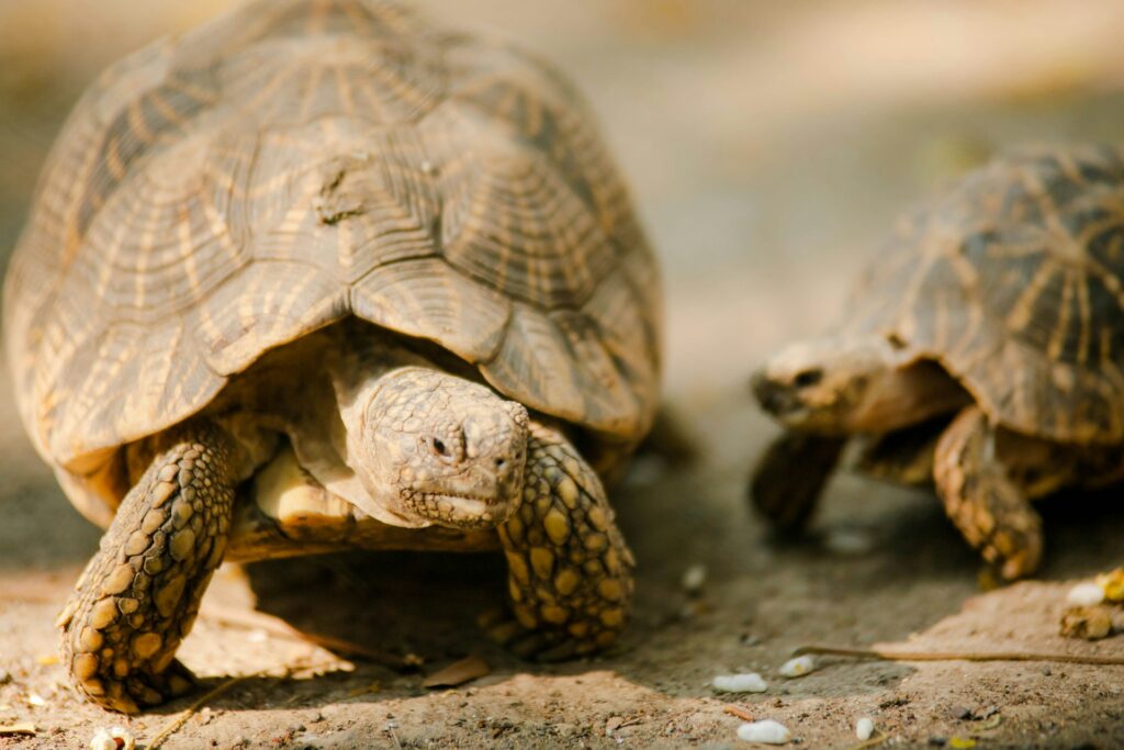 Two turtles slowly walking side by side on a sandy path, enjoying a sunny day outdoors.