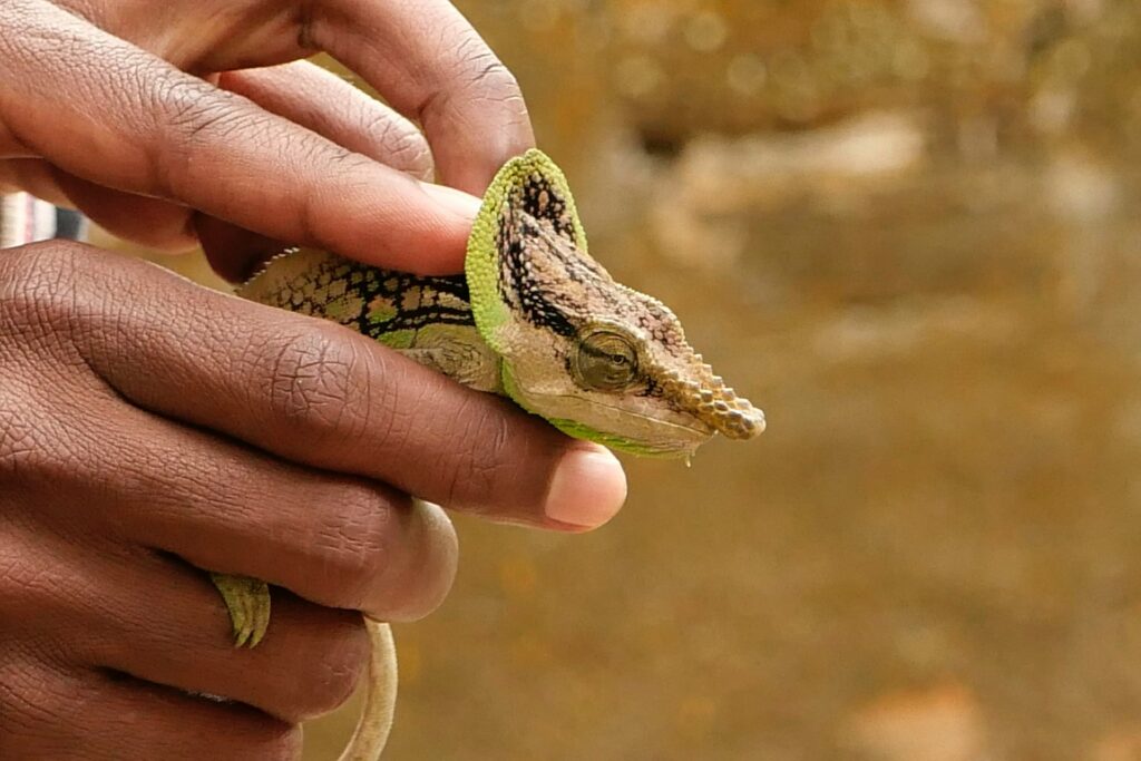 A person holds a lizard in their hand, illustrating a moment of interaction between human and reptile.