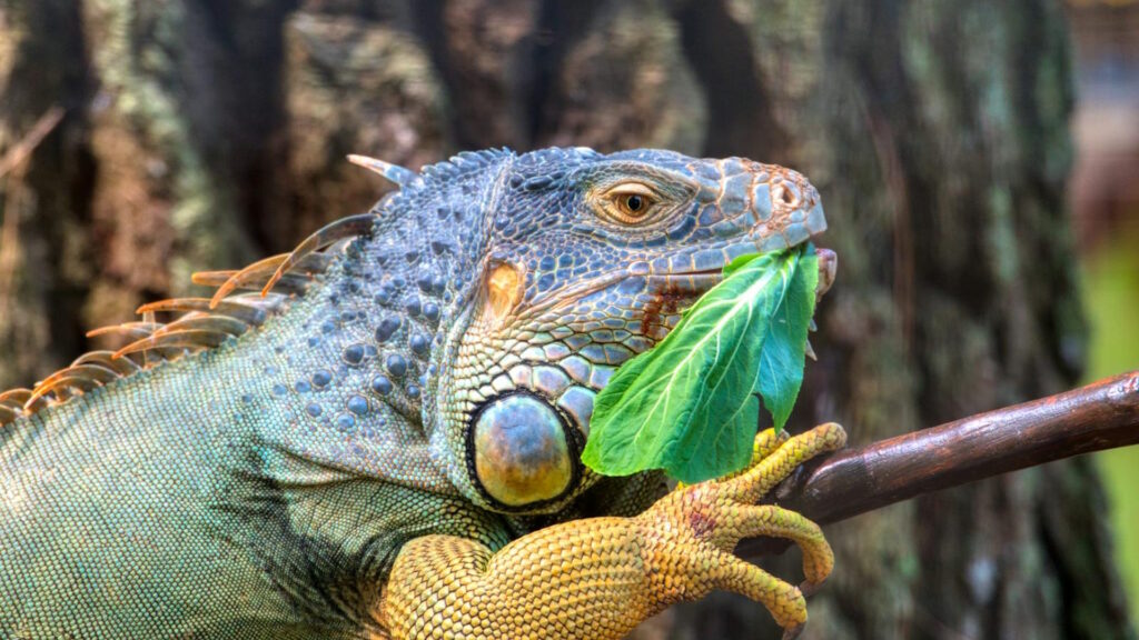 Close-up of a green iguana eating a leafy green vegetable while perched on a branch, emphasizing the importance of dietary variety for reptiles.